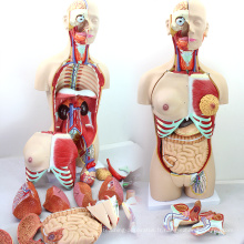 TORSO04 (12015) modèle de torse de luxe de sexe médical de 85cm de science médicale avec le dos ouvert, 29 partie, modèle anatomique humain pour l&#39;école